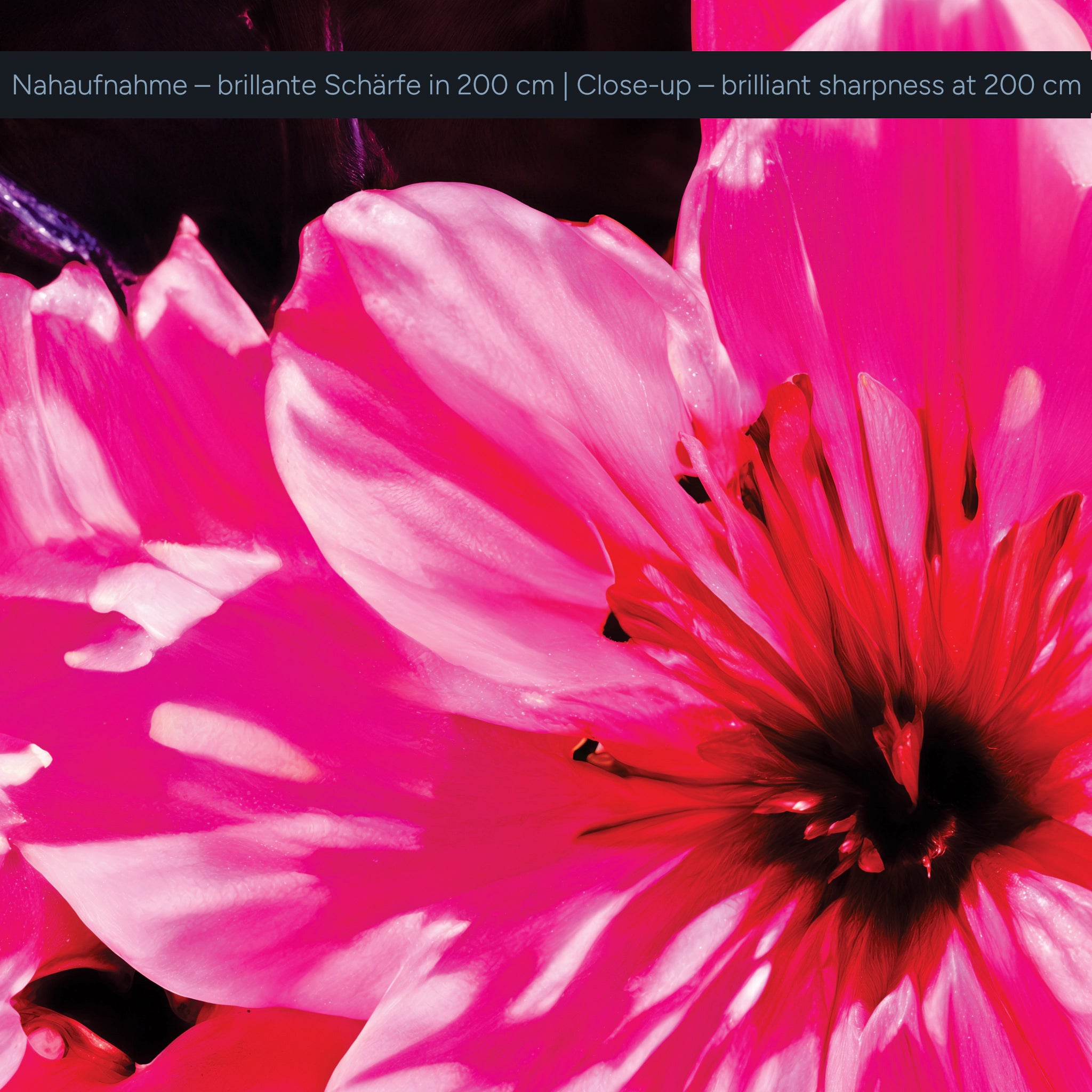 Acrylic wall mural cherry blossoms pink on black – modern floral artwork for living room &amp; bedroom